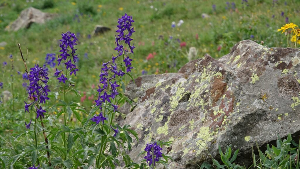 colorful wildflowers