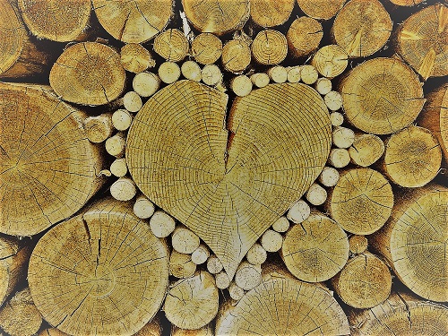 heart wood